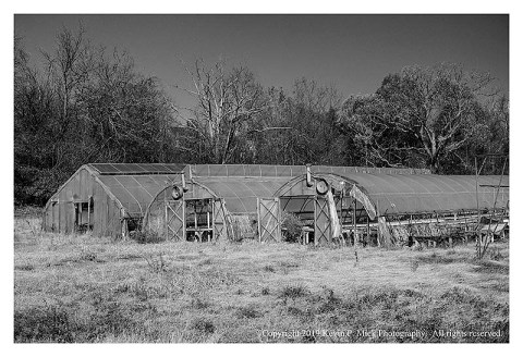 BW photograph of the greenhouses, which are part of an abandoned nursery.